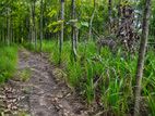 One Acre Mature Teak Land for Sale in Dambulla.
