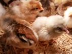 One Day Old Country Chicks