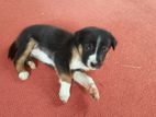 Puppies for kind home