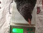 One Month Old Chick