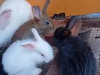 Rabbits