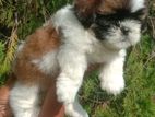 Shih Tzu Female Puppy