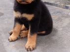 Rottweiler Puppies