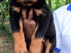 Rottweiler Puppies
