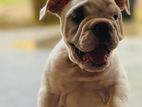 One Side Importad Bulldog Puppy