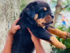 Rottweiler Puppy