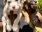 American Bully Puppies