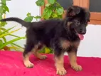 German Shepherd Puppy