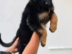 German Shepherd Puppy