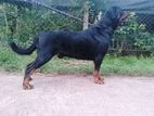 Rottweiler Male Dog