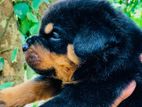 One Side Imported Rottweiler Puppys