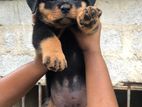 Rottweiler Puppies