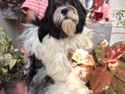 Shihtzu Female Dog