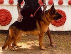 German Shepherd Male Dog for Stud Service