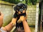 Rottweiler Puppy