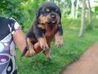 Rottweiler Puppy