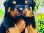 One Side Rottweiler Puppys