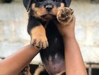 Rottweiler Puppys
