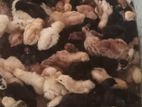 One Week Old Chick