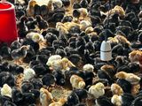 One Week Old Chicks