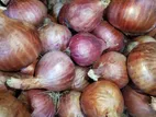 Onions