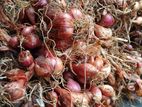 Onions Seeds