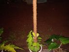 Coco Coir Pole Plant