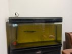 Fish Tank