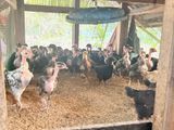 ஒன்றரை மாத ஊர் கோழி குஞ்சுகள்