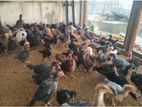 ஒன்றரை மாத ஊர் கோழி குஞ்சுகள்