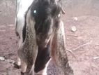 Farm Goat