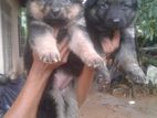 Lion German Shepard Puppies