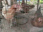 Country Chicken