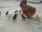 Country Chickes