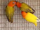Opaline African Lovebirds