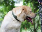 Labrador Retriever Dog for stud (crossing)