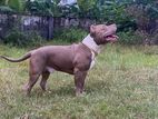 American Bully Dog for Crossing