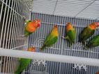 Opaline Green Love Bird