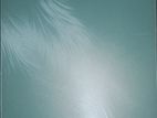 Oppo Play 10 64GB 4GB (Used)