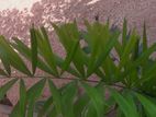 Oranamental Palm