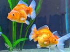Oranda Gold Fish