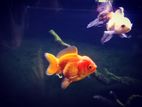 Oranda Gold Fish