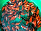 Oranda gold fish