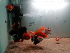 Oranda Goldfish