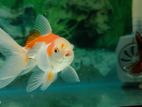 Oranda Gold Fish