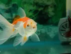 Oranda Gold Fish