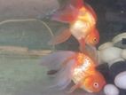 Oranda Gold Fish