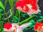 Oranda Gold Fish