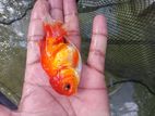Oranda Gold Fish