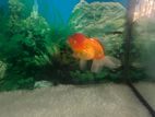 Oranda Gold Fish